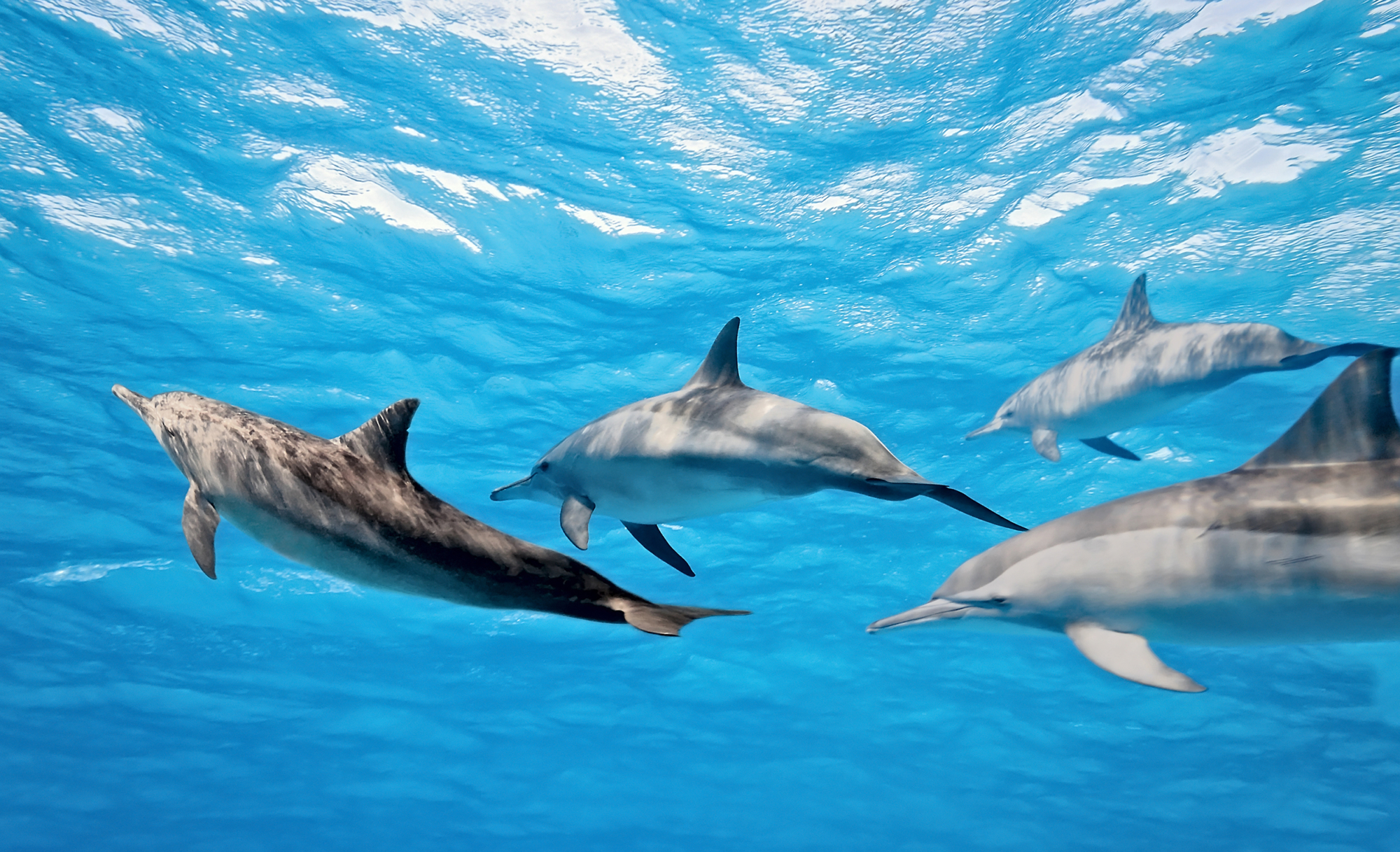 Dolphins